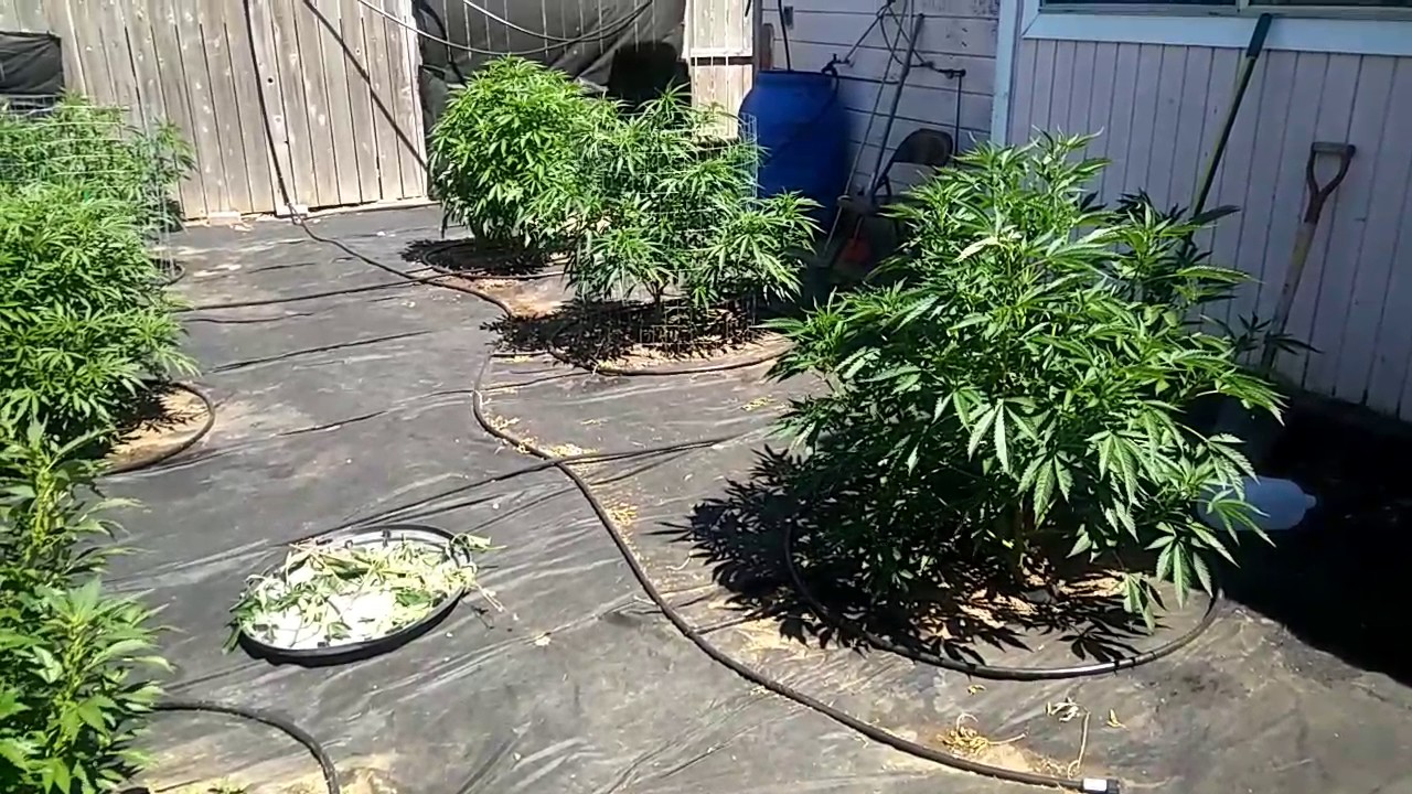 2017 Outdoor Grow #1 quick peek