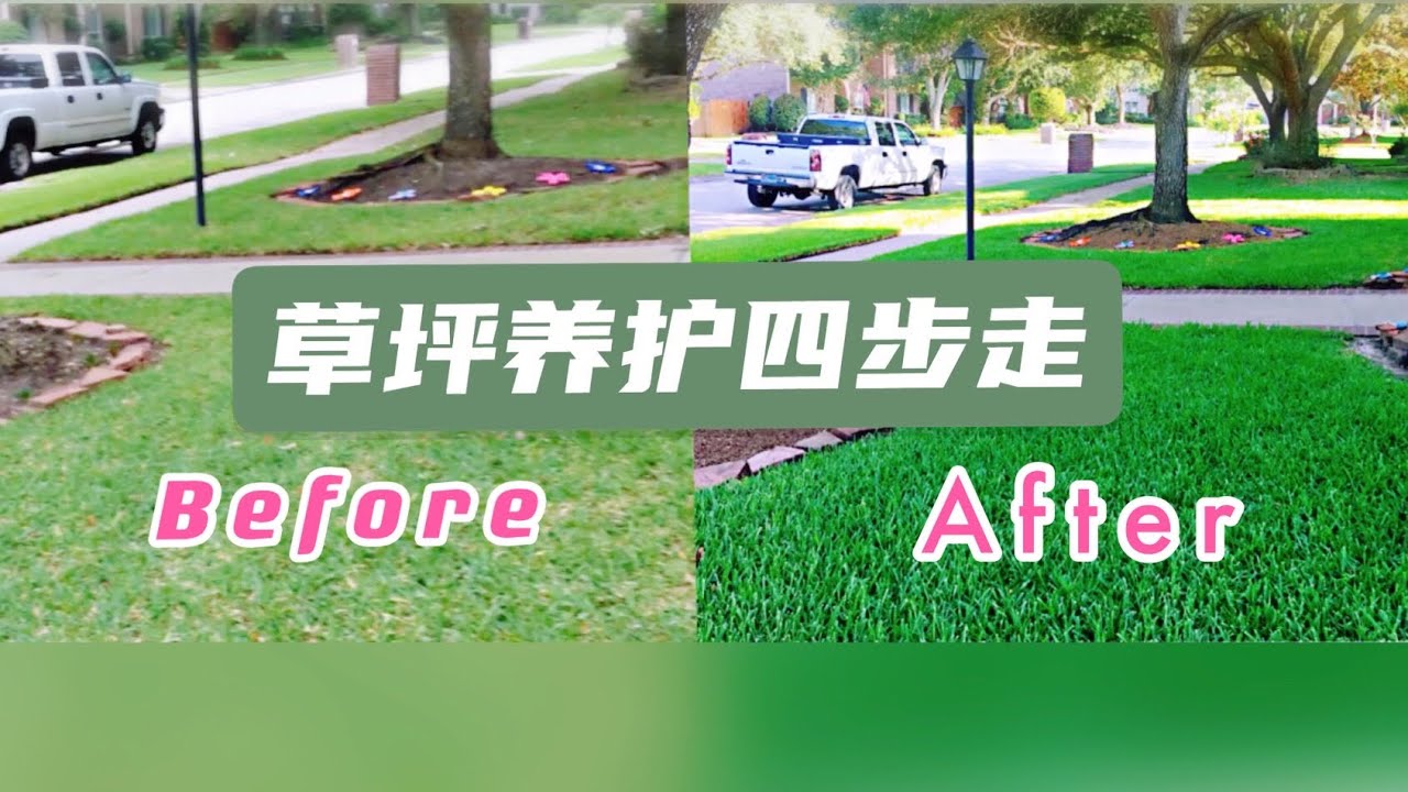 日常草坪养护，只要做到以下四点，完美草坪指日可待。