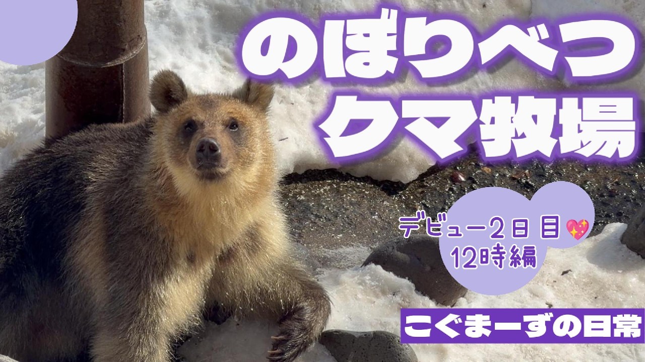 【2026/02②】こぐまーずの日常⭐︎デビュー2日目12時編