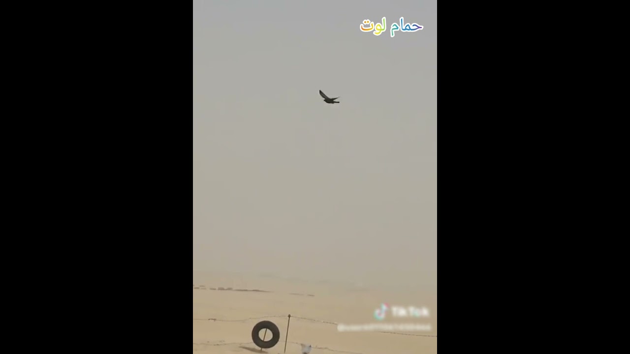 حمام لوت بس انتبهو لطير شلون راح يركب ويرجع كري