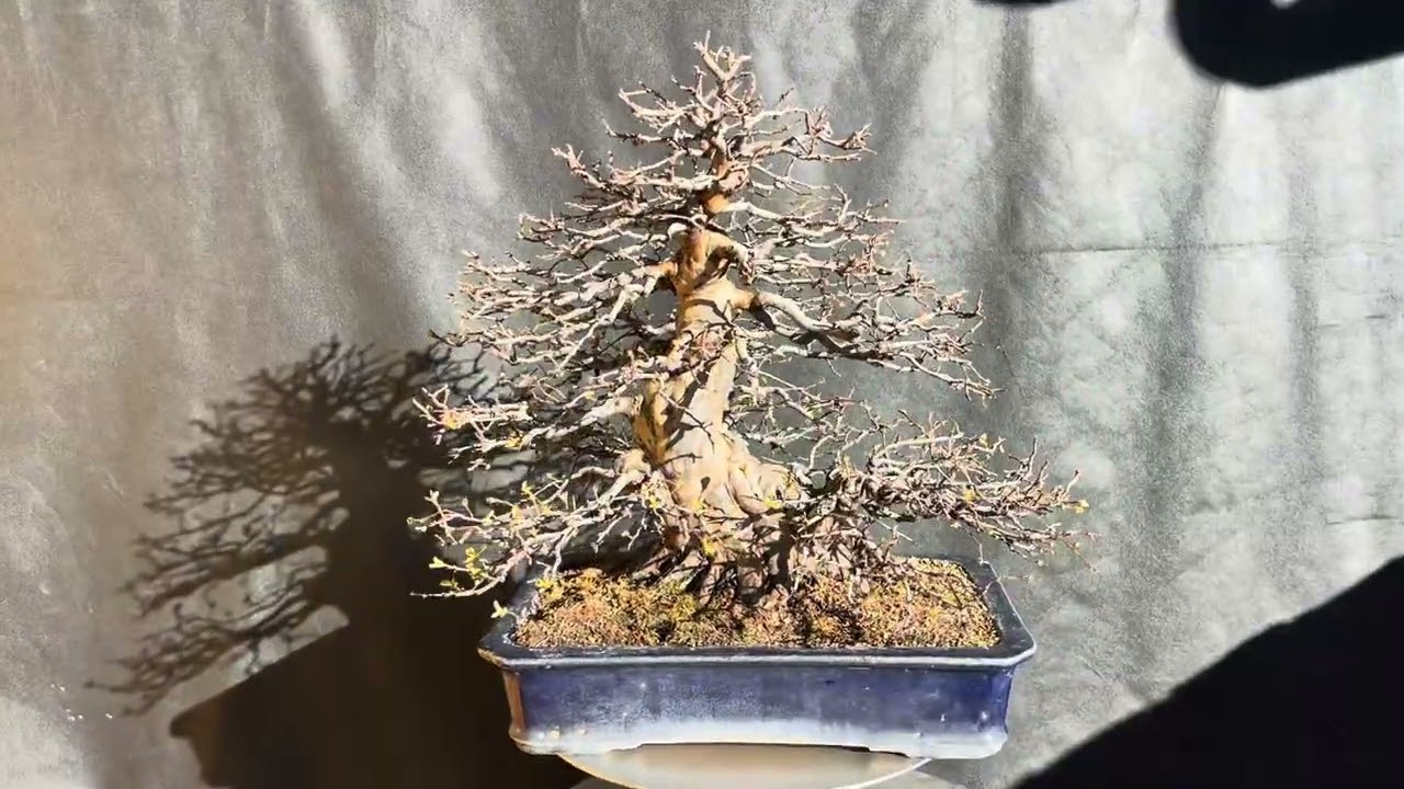 Pseudocydonia sinensis 26-25-X56