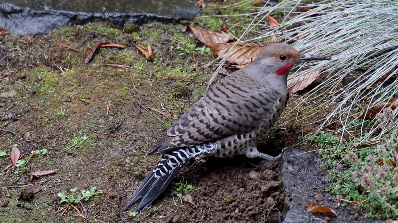 Northern Flicker (Colaptes auratus)
