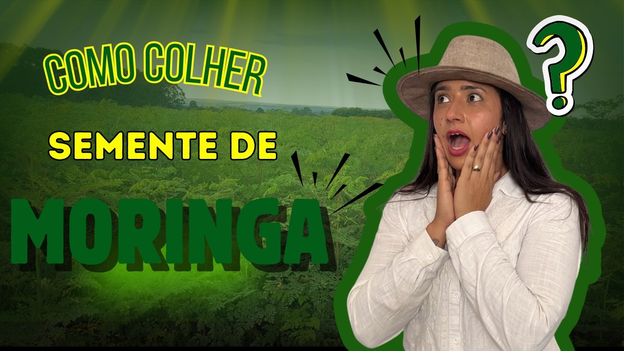 Como colher MIL quilos de semente de moringa? COM ARTHUR BEGLIOMINI MESTRE DA MORINGA #moringa #agro