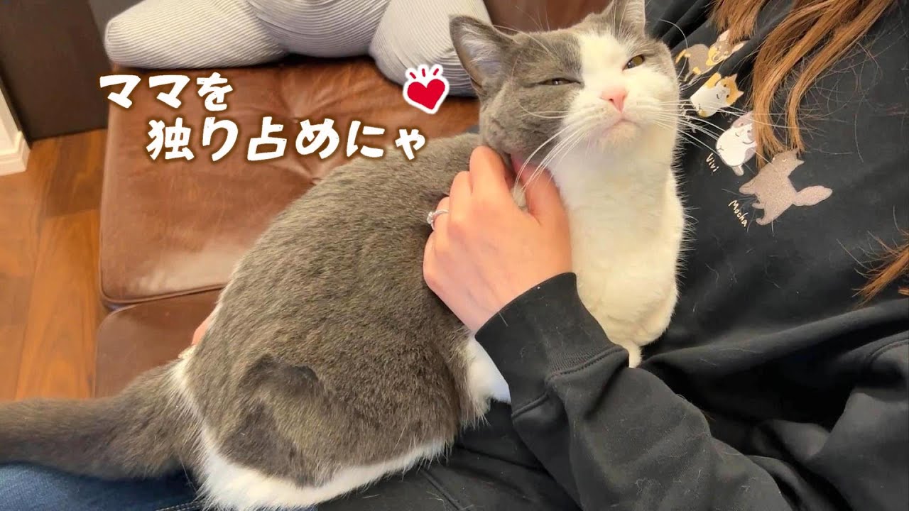 甘え方ぼうスイッチON!!急に甘えてくる猫が可愛すぎた
