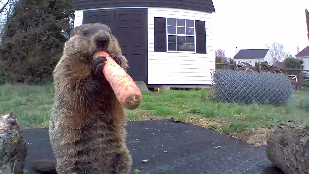 Chunk Plays The Carrot Flute