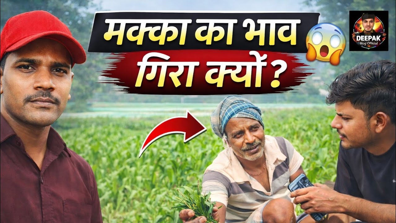 मक्का की खेती का सच |  किसान ने बताया Deepak Blog Official #jiwachhpur #vlog #bihar #local #ghailadh