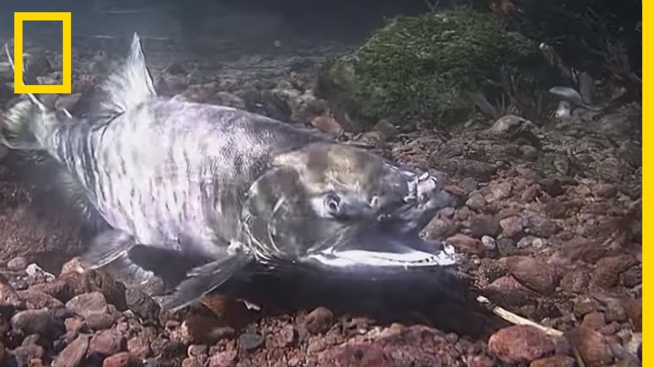 La reproduction des saumons
