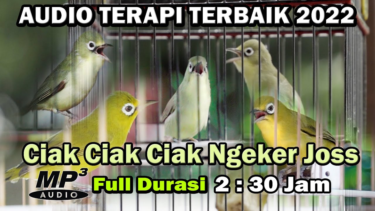 BIKIN SEHAT KECIAL ANDA KALAU DENGER AUDIO INI........