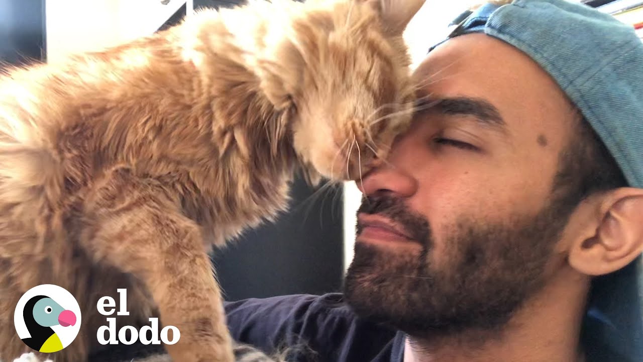 Gato y su papá tienen las conversaciones más tiernas I Almas Gemelas | El Dodo