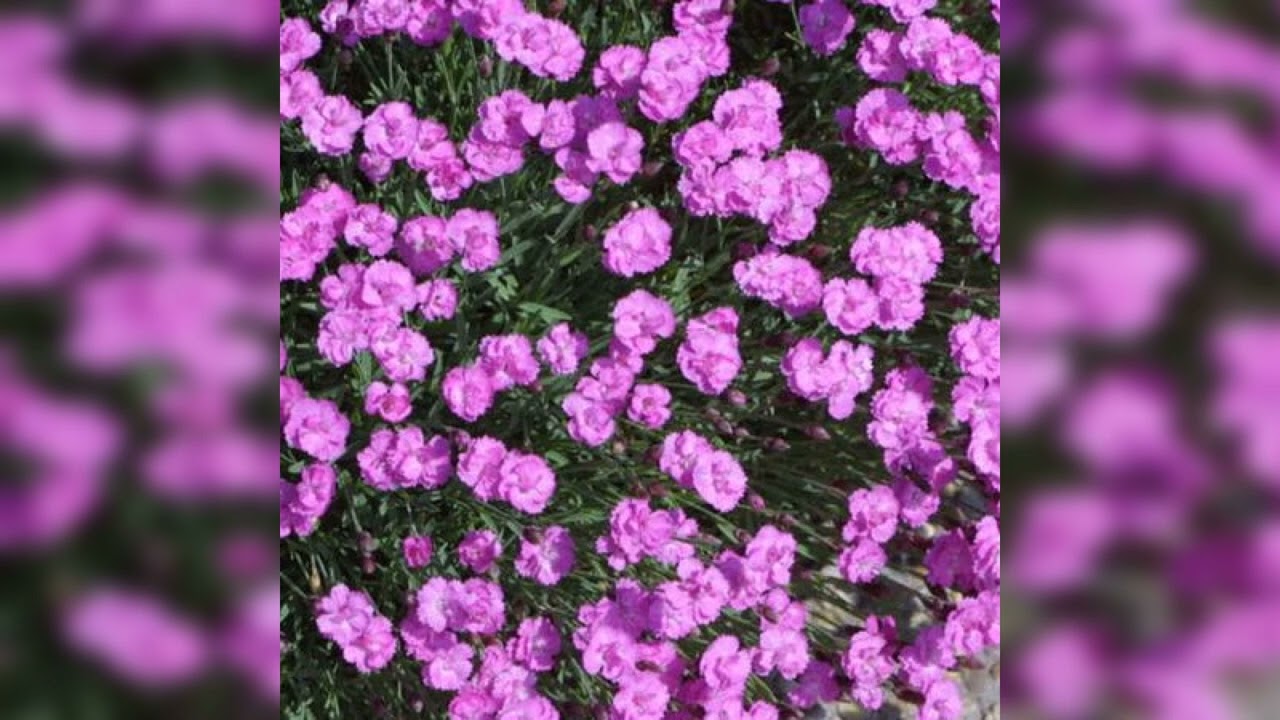 Elster-Nelke (Dianthus plumarius) - Beschreibung, Aussehen, Ansprüche, Anbau und Pflege