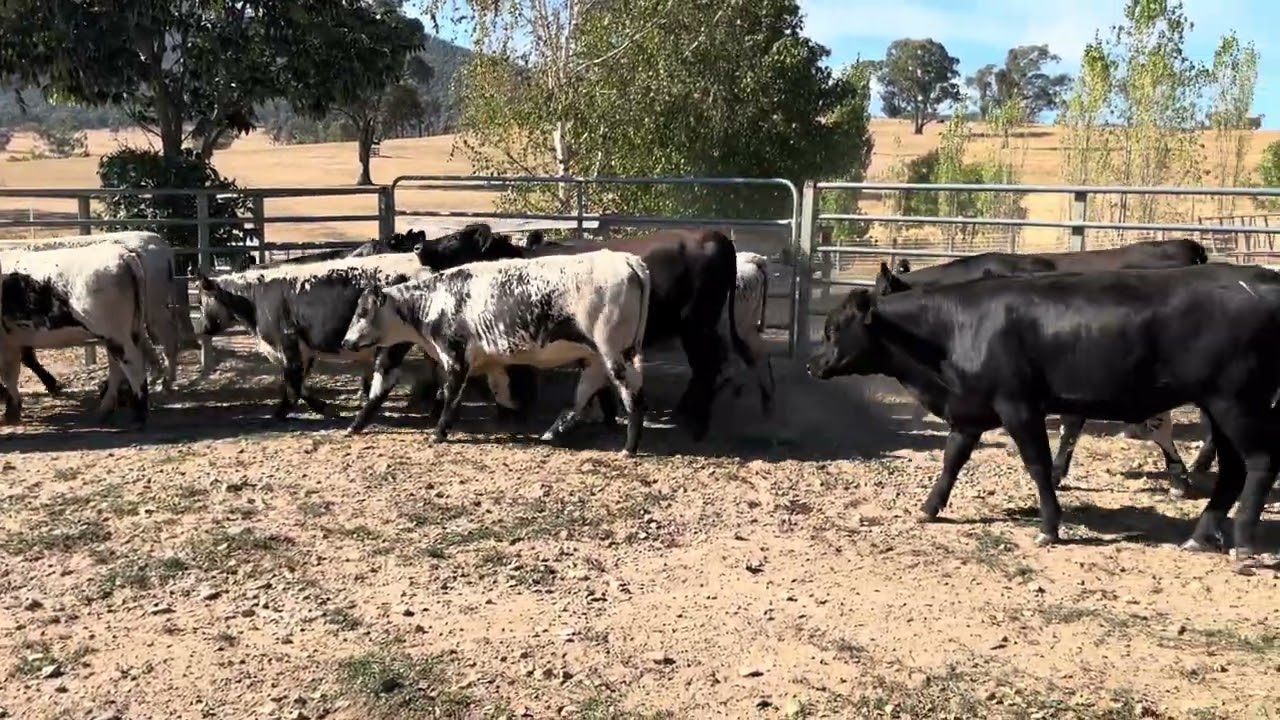 PJS Heifers 
