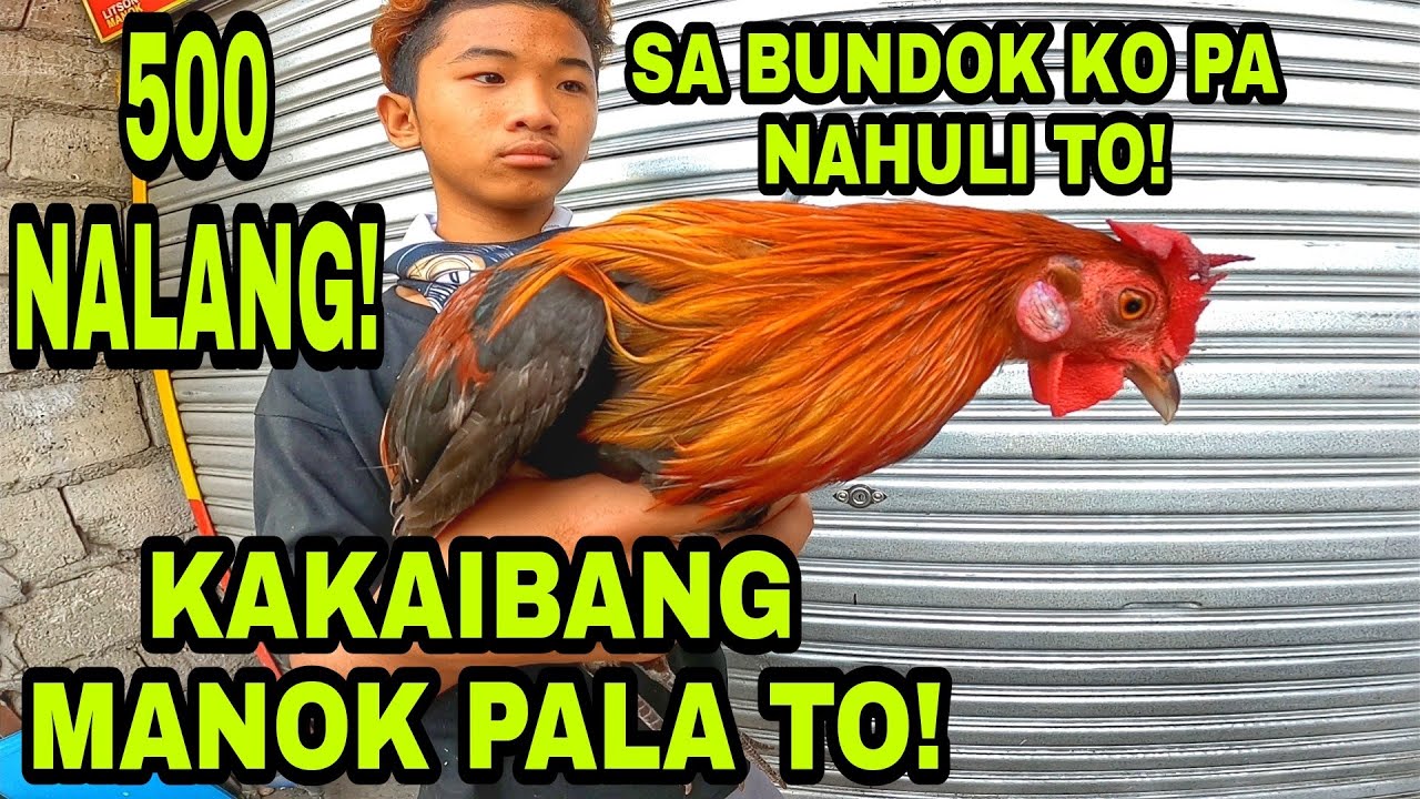 MGA KAKAIBANG HAYOP ANG PWEDE MONG MABILI DITO!
