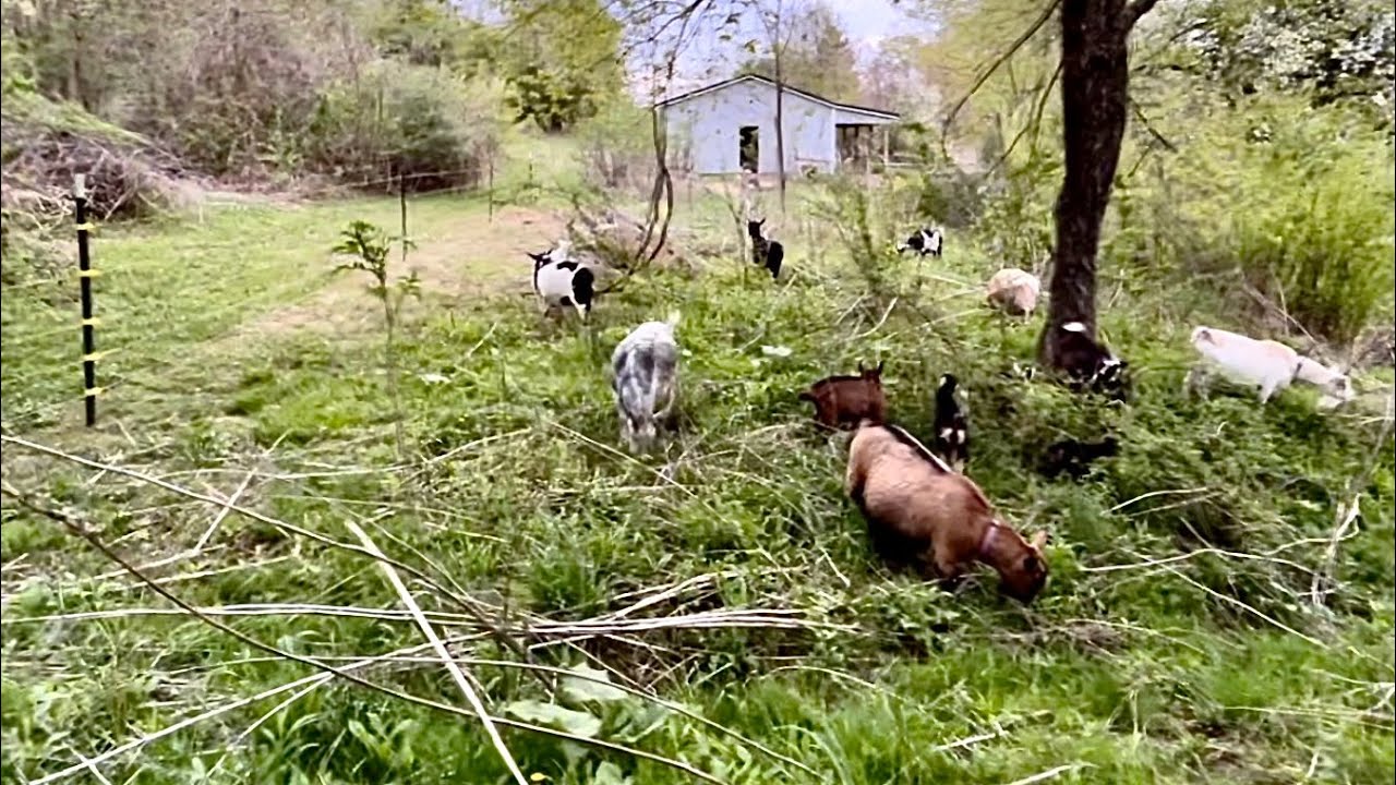 Huge cheap goat pastures created with solar electric fence | the goats were very nervous!