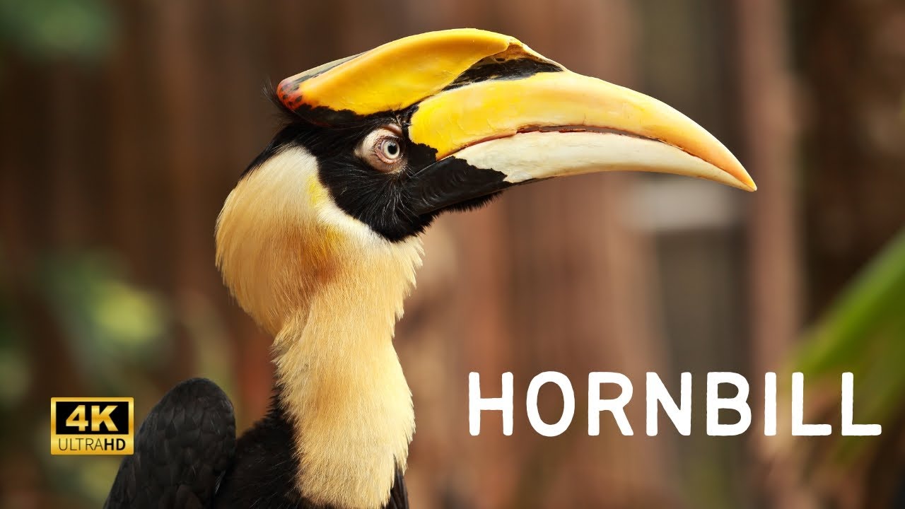 Rare Footage of Great Hornbill Nesting and Berry Feeding
