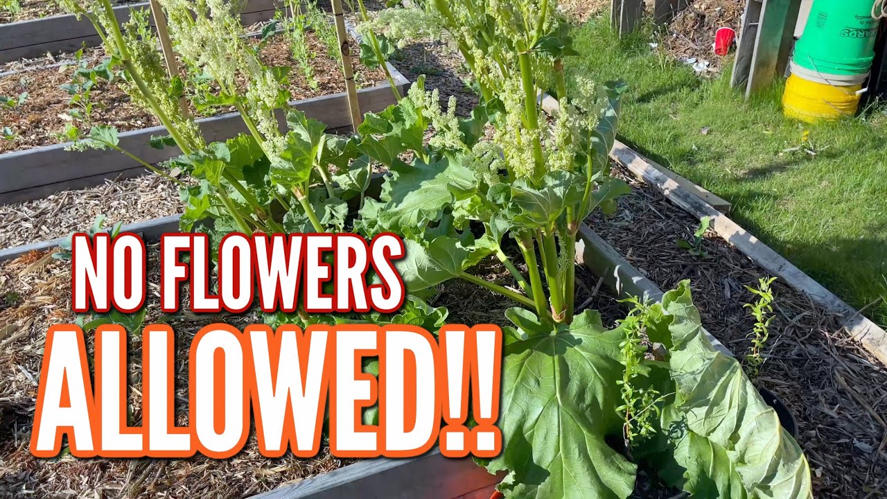 THIS IS WHY YOU NEED TO REMOVE YOUR RHUBARB FLOWER STALKS!