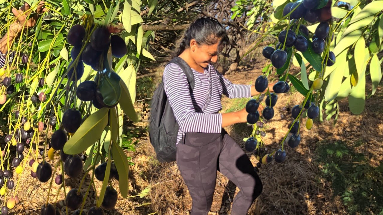 🛑Recolectando aceitunas😲 moradas en el campo🤠 (: AVENTURAS INTIPUQUEÑAS 503:)