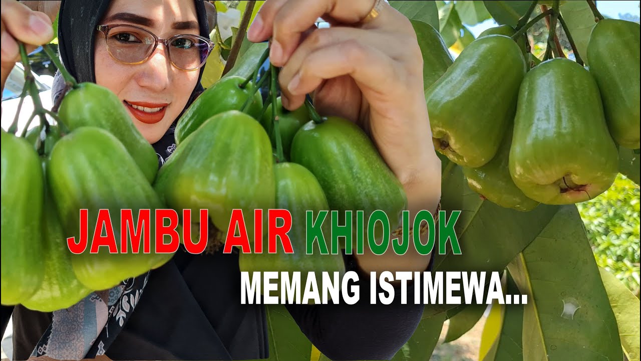 JAMBU AIR KHIOJOK MEMANG THE BEST