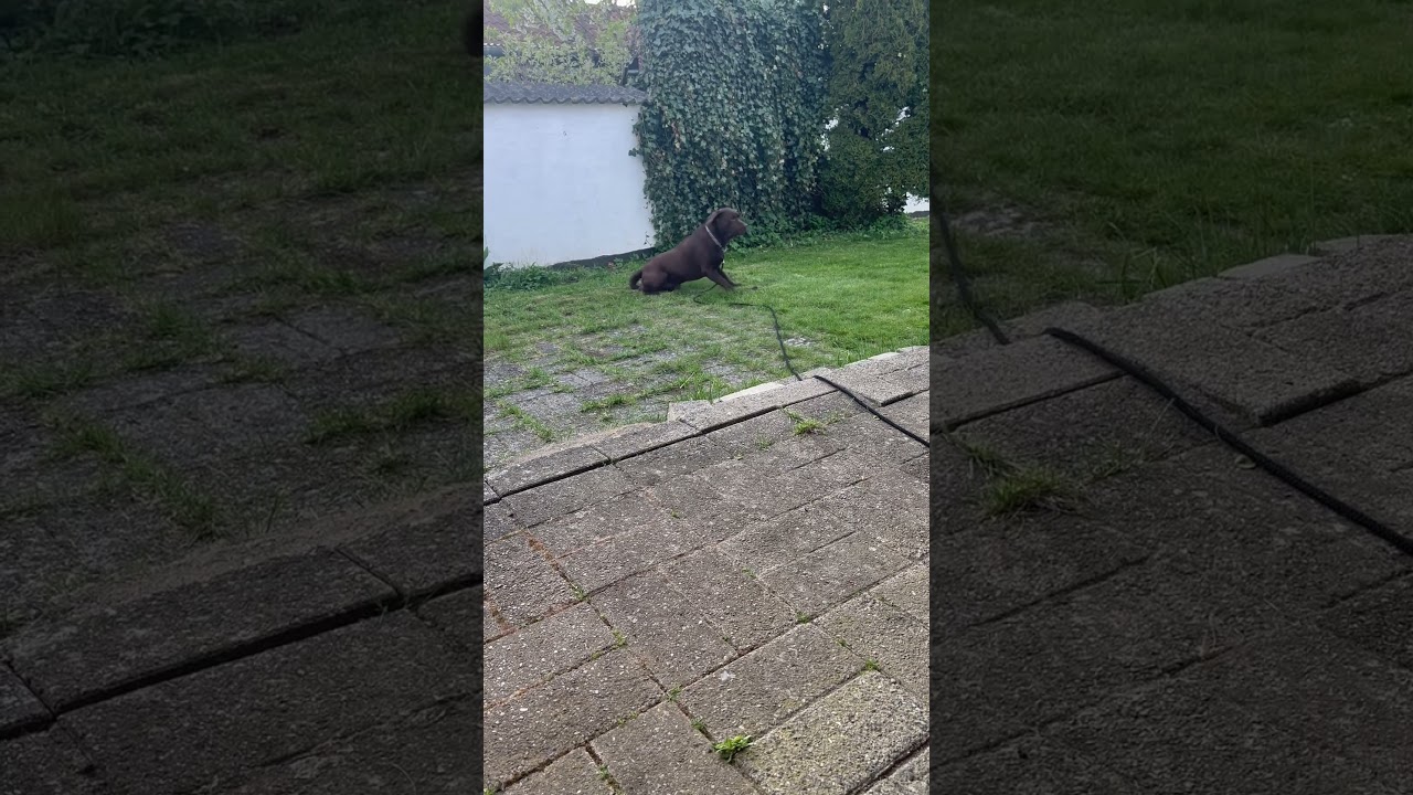 Labrador retriver 