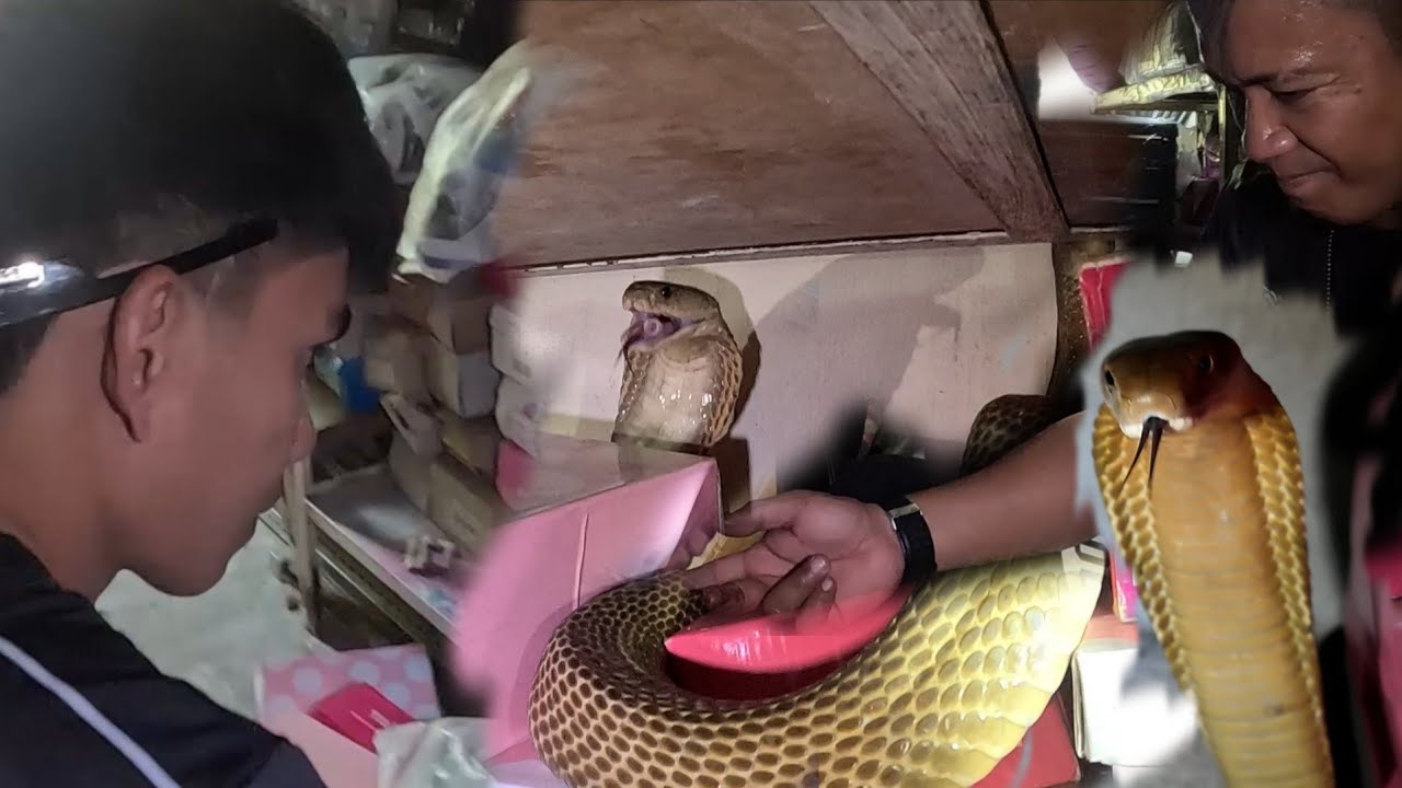 ANG HINDI MAIIWASANG SAKRIPISIYO DAHIL SA MGA COBRA SA LOOB NG TINDAHAN