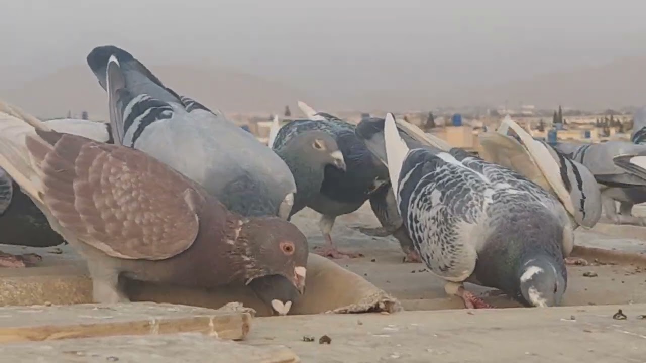 Ahmad lala kay chat pe kasid kabootar ((kasid kabootar pigeon 🐦03333460366