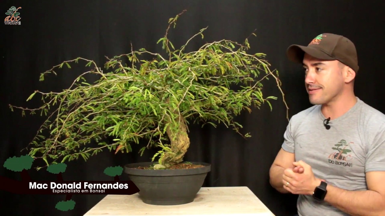 TRABALHANDO UM NOVO BONSAI DE CALLIANDRA ESPINOSA CINDY DO ZERO
