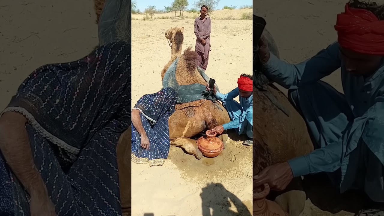 طريقة تقليدية لعلاج الجمل في صحراء ثار باستخدام الماء 🐪💧
