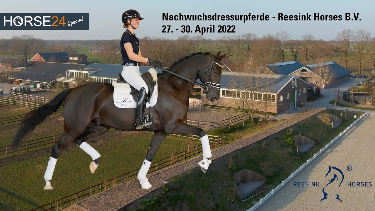 Trailer Horse 24 Special Auction Reesink Horses