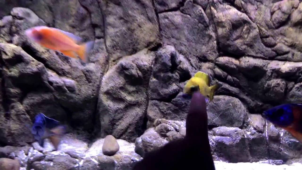 Spotlight | 75 gallon | Peacock Tank