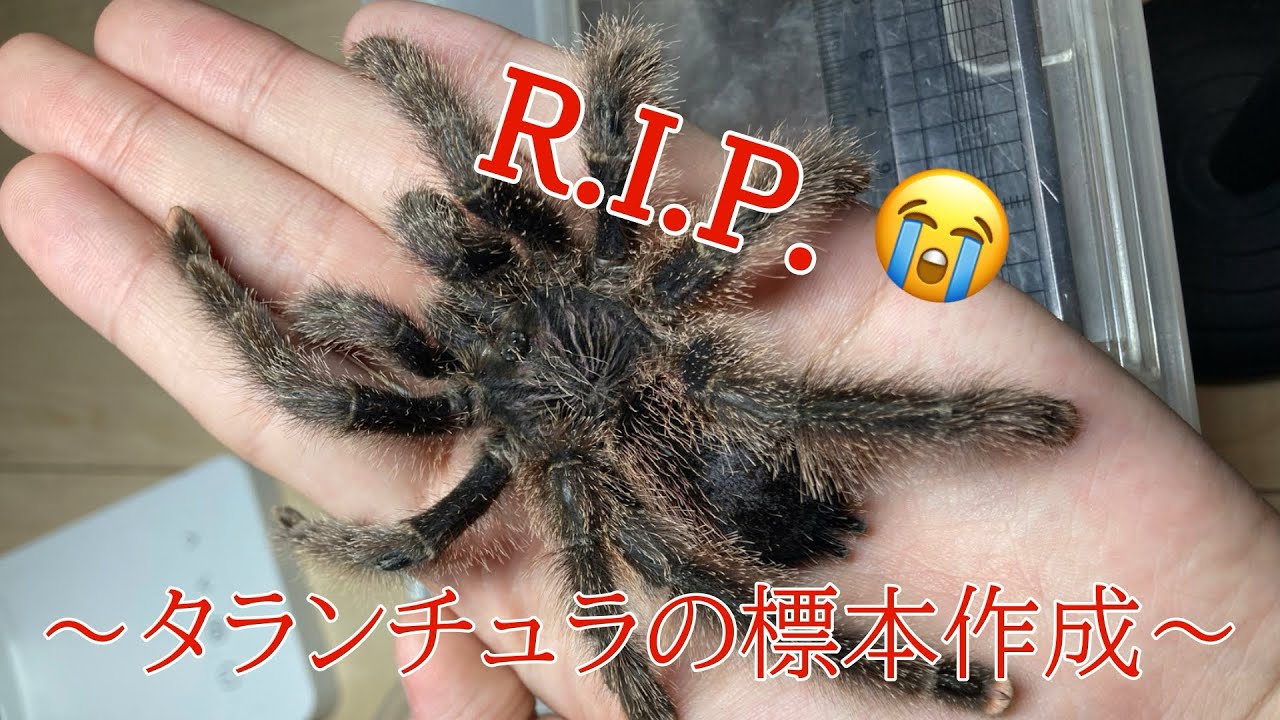 タランチュラの標本の作り方