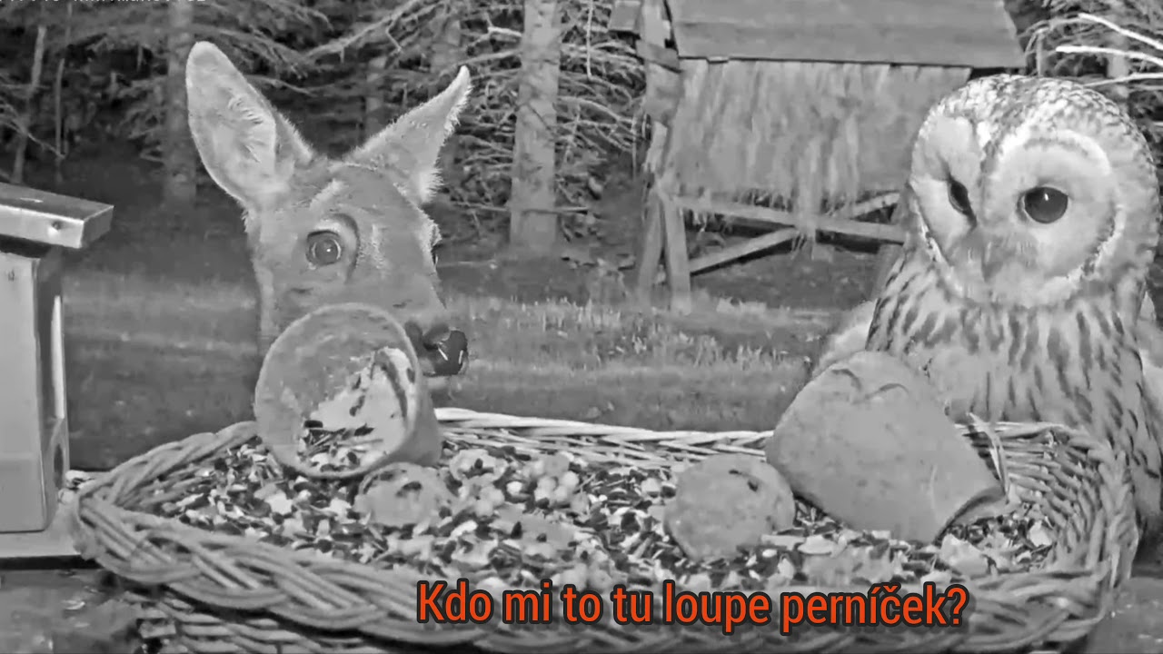 Nočn&iacute; Makovsk&aacute; poh&aacute;dka v hlavn&iacute; roli zv&iacute;ř&aacute;tka.