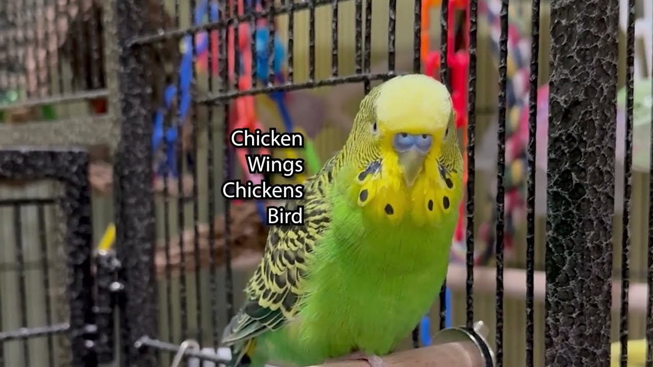Chicken Wings Chickens Bird! - Boba the Budgie - Talking Parakeet