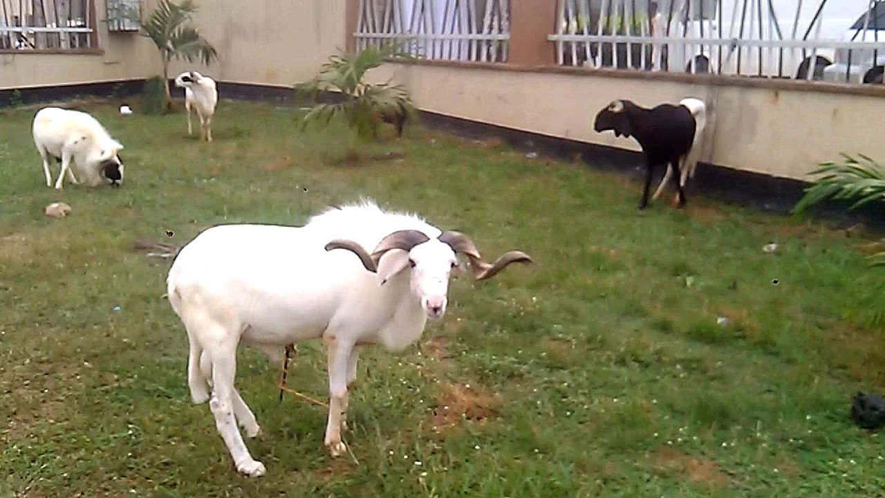 26th Oga Day Ram Fight
