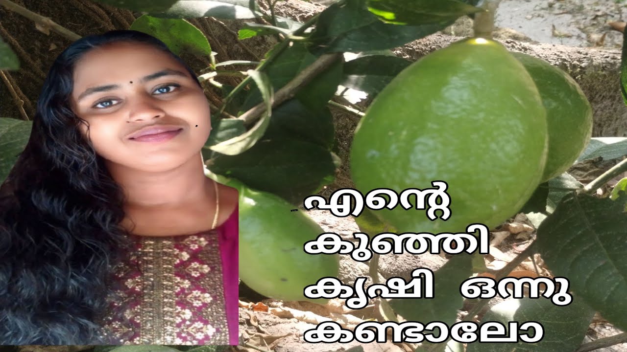 എന്റെ കുഞ്ഞി കൃഷി ഒക്കെ ഒന്ന് കണ്ടാലോ |krishi |you tube video |malayalam 