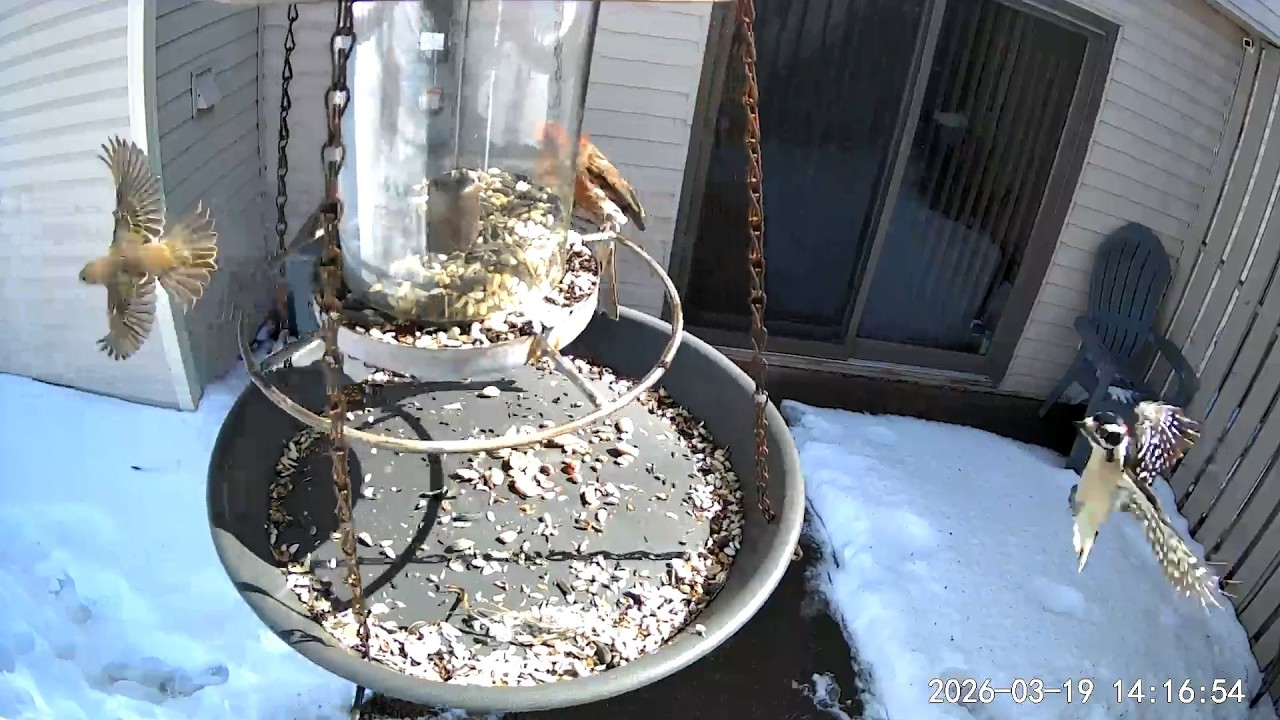 2026/03/19 - Talkative House Fiches jockey for a spot at the feeder until a Downy Woodpecker arrives