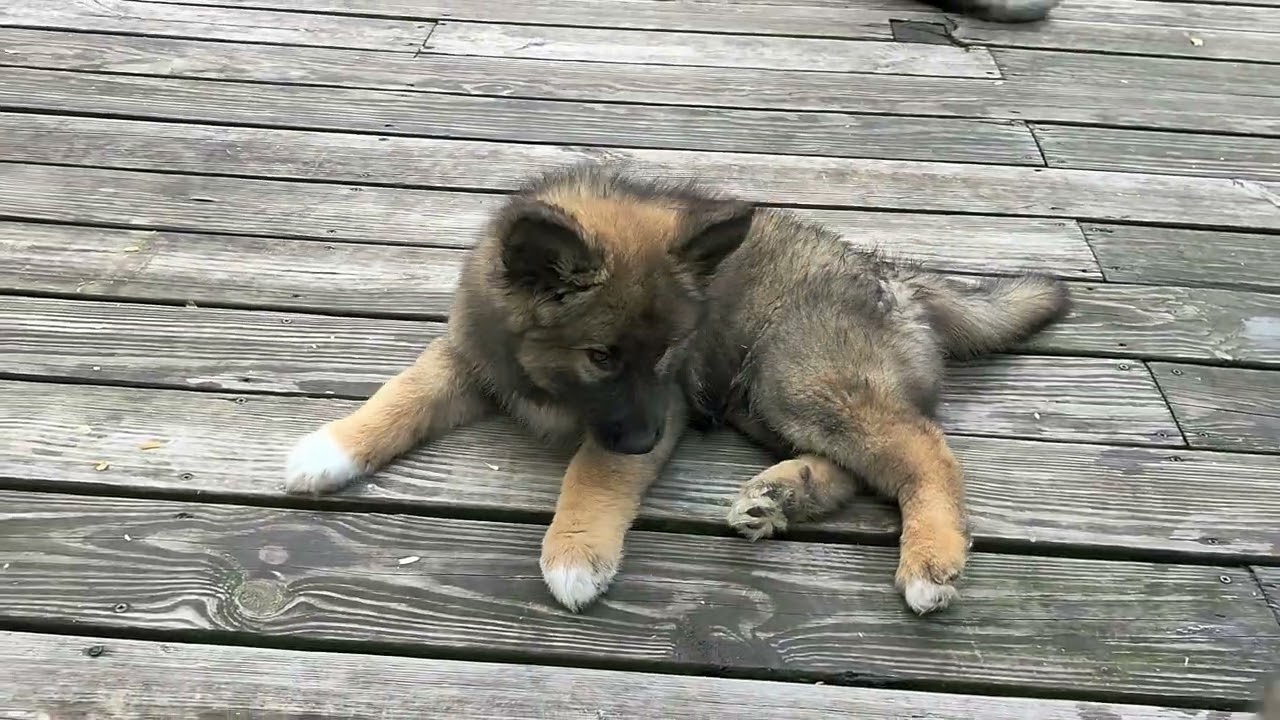 Rain x Grizzly litter