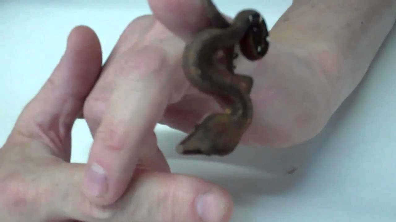 HERE KITTY KITTY CAT GECKOS!