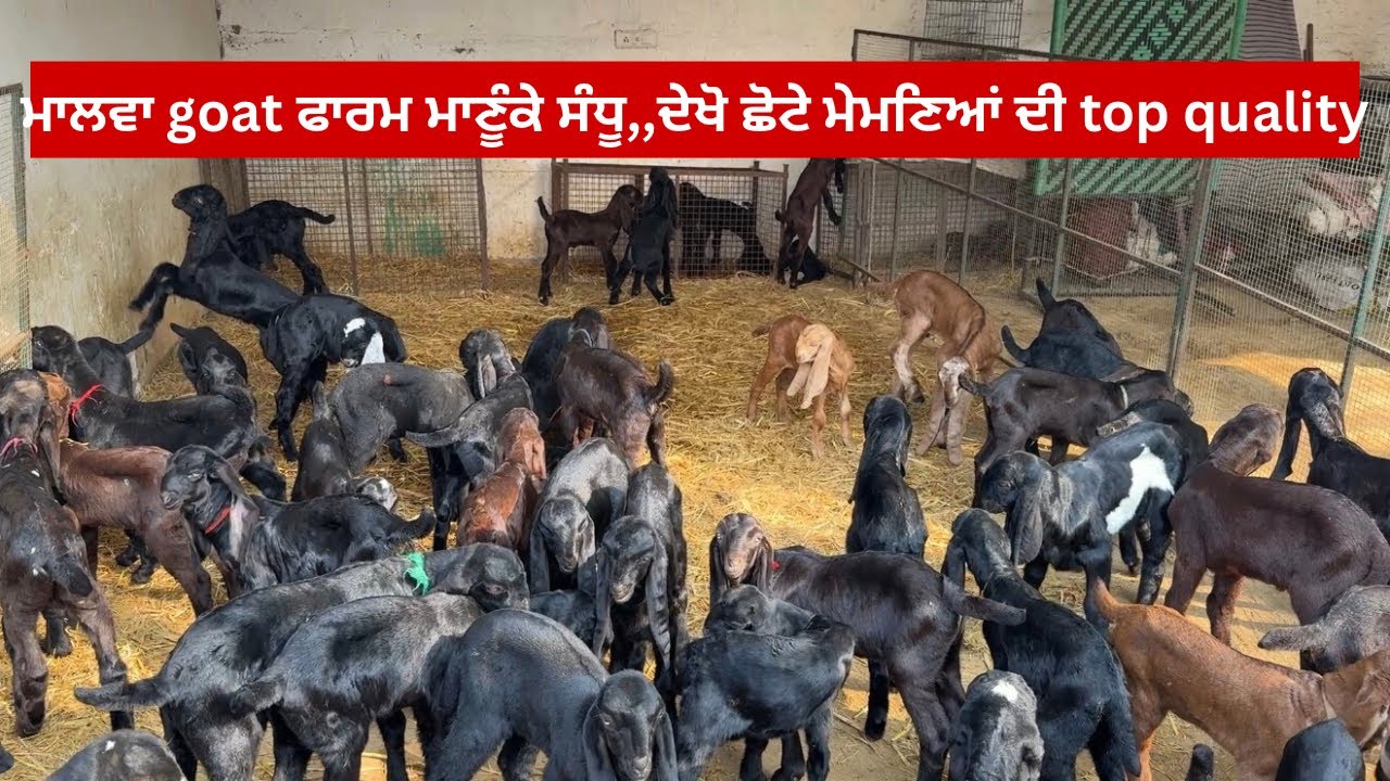 ਮਾਲਵਾ goat ਫਾਰਮ ਮਾਣੂੰਕੇ ਸੰਧੂ,,ਦੇਖੋ ਛੋਟੇ ਮੇਮਣਿਆਂ ਦੀ top quality 98151 70532