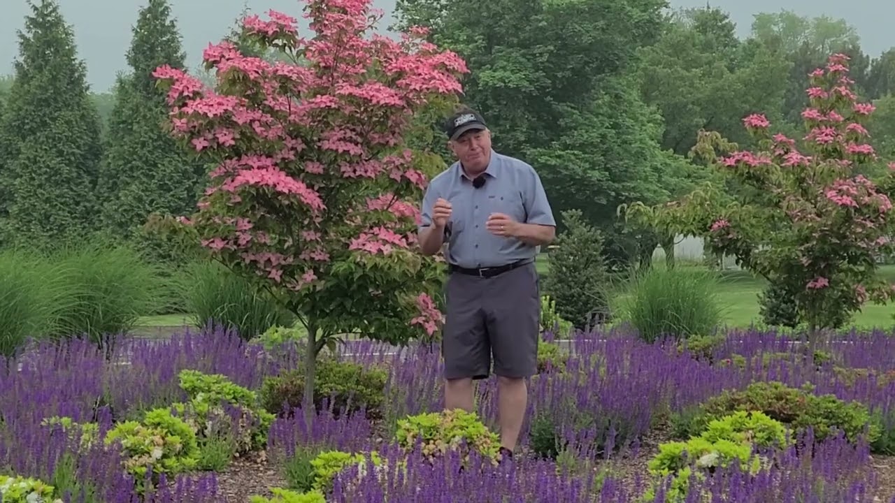 Cornus Scarlet Fire Flowering Dogwood | Garden Center | Stratford CT