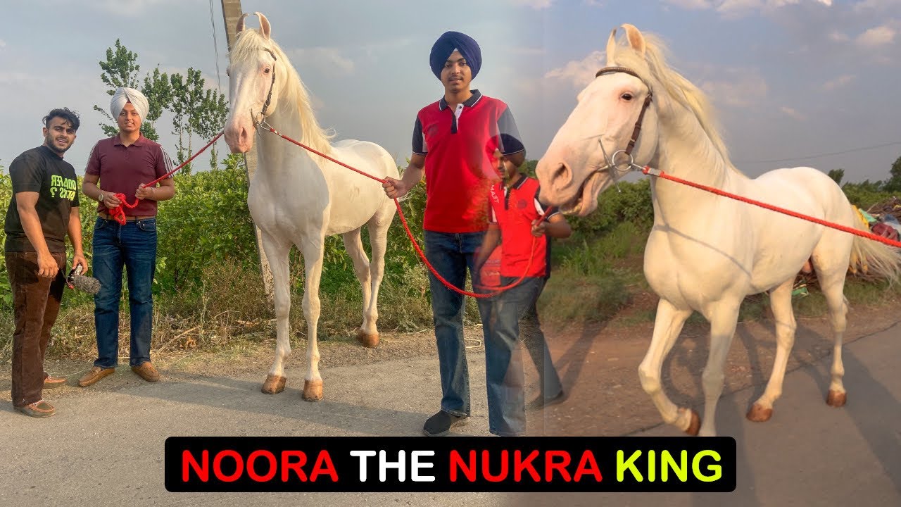 Nukra Horse King Noora 👑 🐎