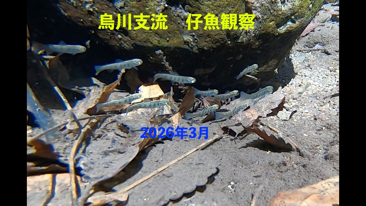 仔魚観察Ver2