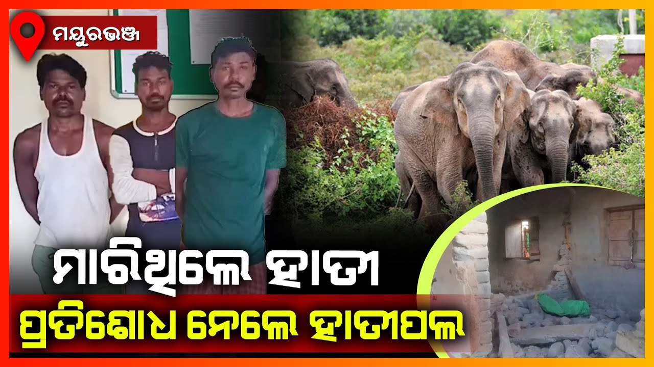 ହାତୀକୁ ମାରିଥିବା ଅଭିଯୁକ୍ତଙ୍କ ଘର ଭାଙ୍ଗିଲା ହାତୀପଲ || MAYURBHANJ NEWS