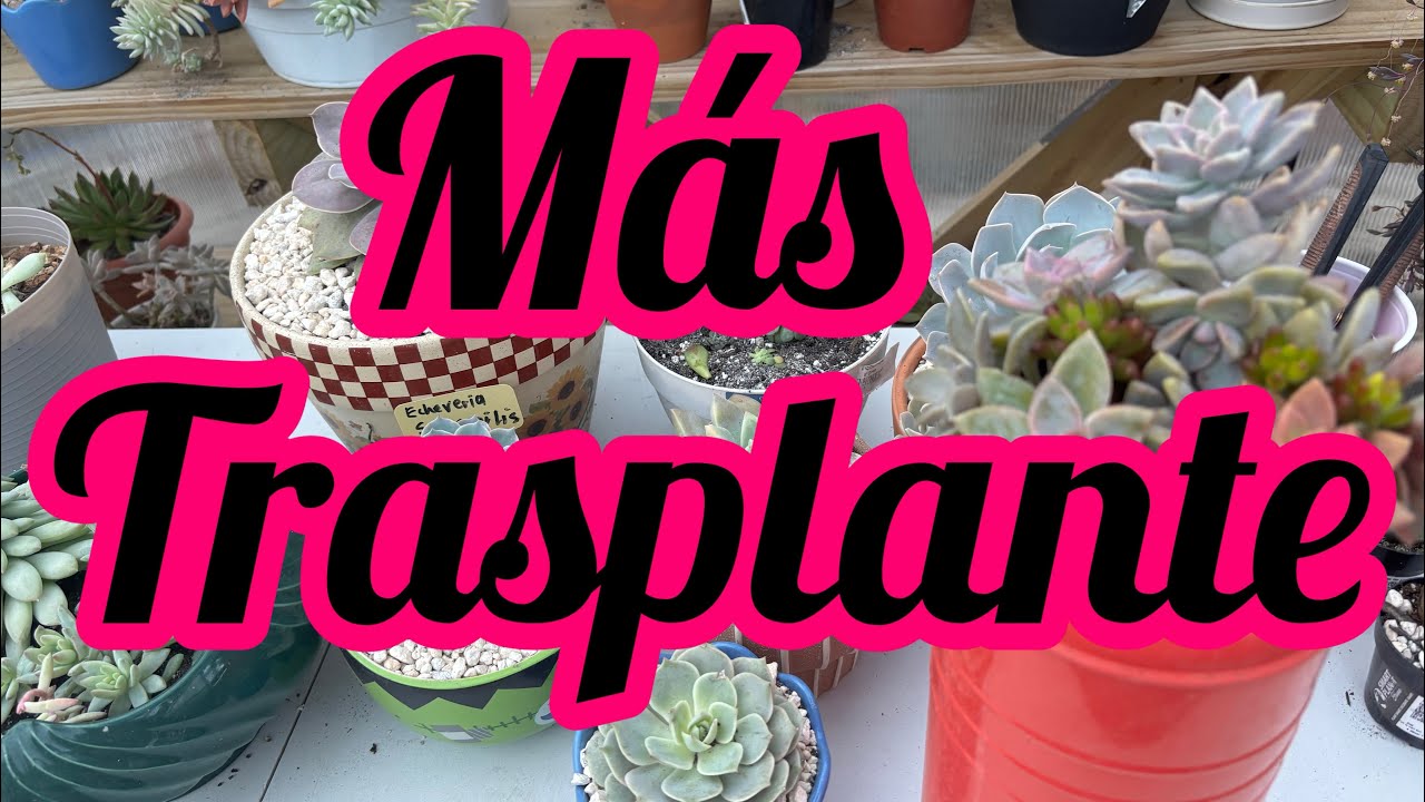 Maratón de trasplante dia2 #plants #suculentas #plantas #garden #succulentplanter 