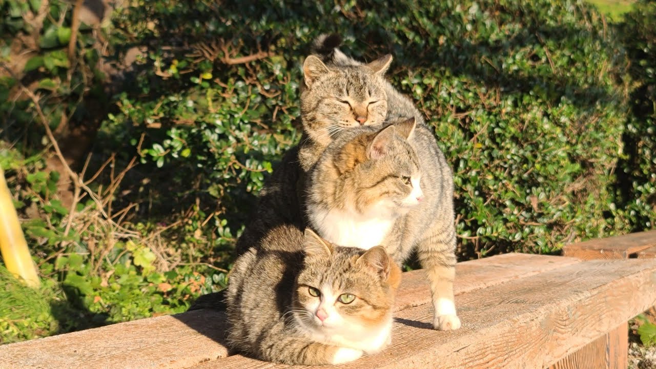 感動猫動画 のライブ配信
