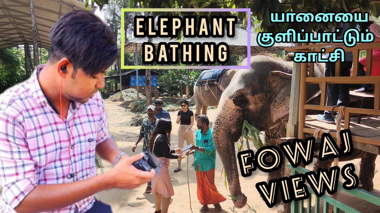 Elephant bathing | Thekkady | Elephant park | kerala | Thekkady elephant  -fowaj views