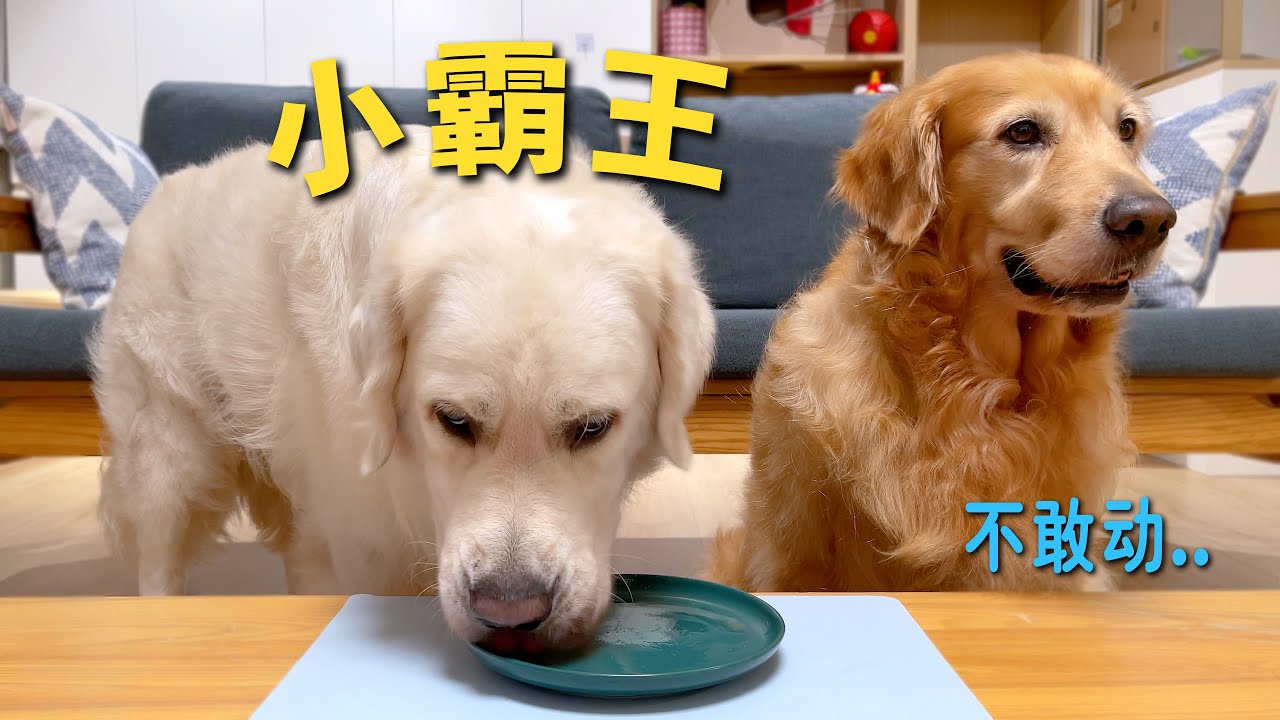 小金毛翅膀硬了，完全不把大金毛放在眼里...
