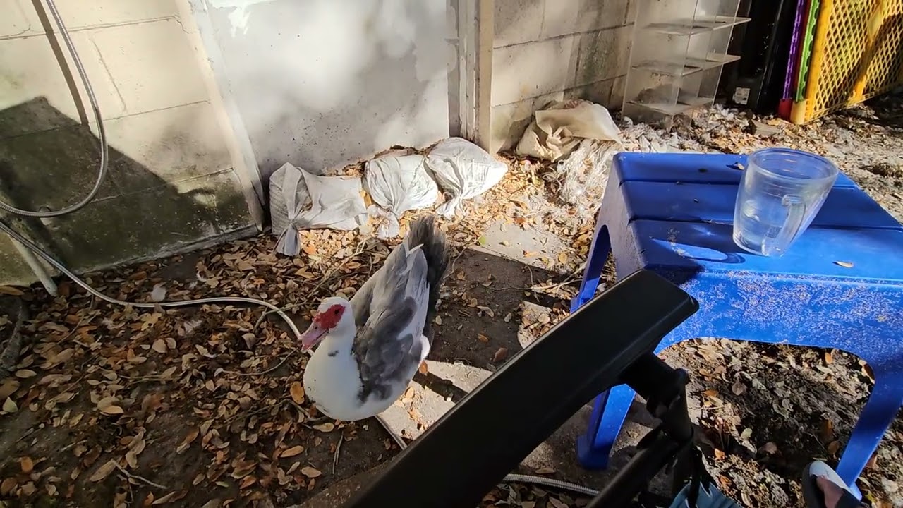 Muscovy Chase Plus Ibis