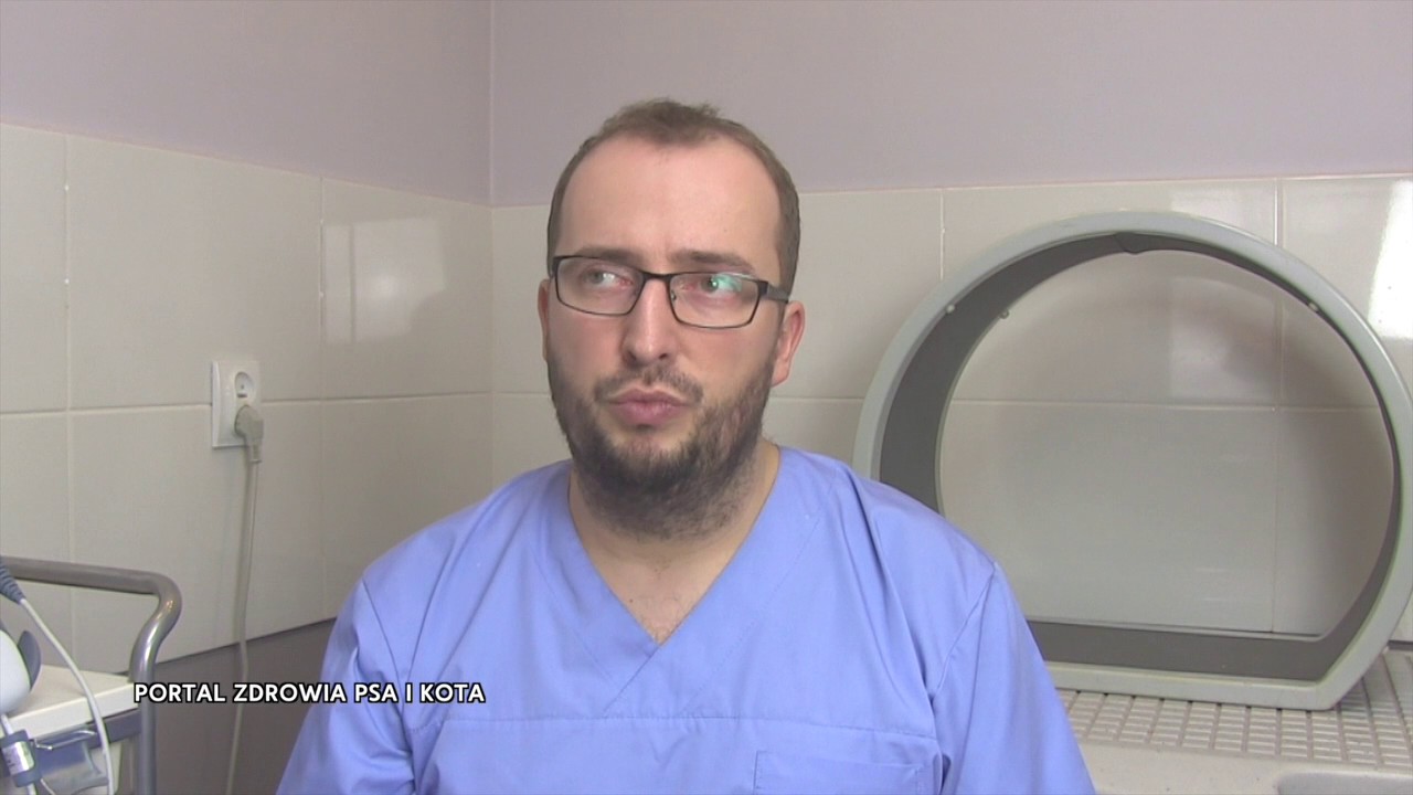 Pies senior - gdy pojawiają się problemy z poruszaniem. Zoofizjoterapeuta Adamm Wrobel