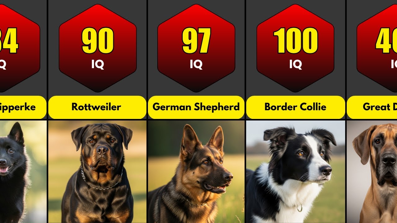 Smartest Dog Breeds in the World (Ranked by IQ Level)