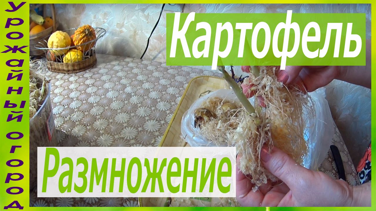 КАК БЫСТРО ОМОЛОДИТЬ И РАЗМНОЖИТЬ КАРТОФЕЛЬ С ПОМОЩЬЮ ОПИЛОК!