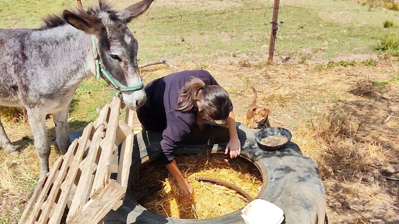 Tengo un gallo malo, casi se lo cargan las gallinas